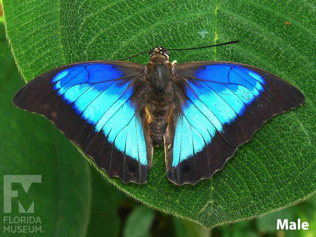 Male Purple King Shoemaker butterfly with open wings. Butterfly is two shades of iridescent blue with wide black borders.