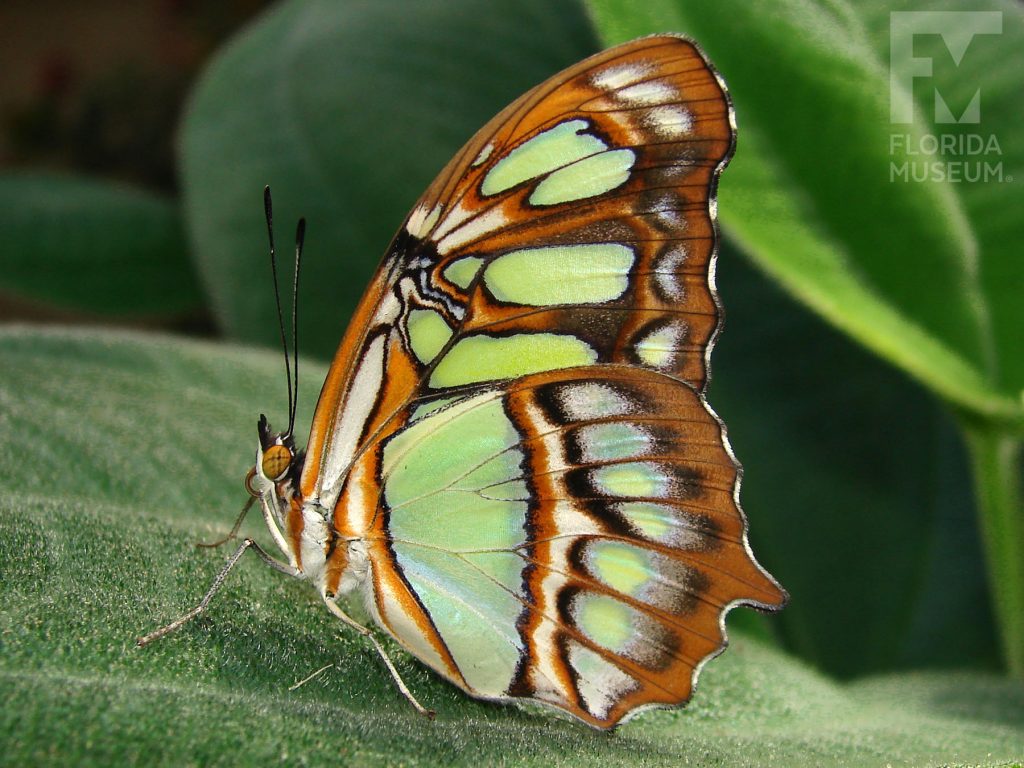 Malachite Butterfly with closed wings is light brown with many light green, darker brown and cream colored markings.