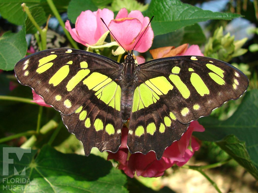 Malachite Butterfly with open wings are brown with many yellow-green markings