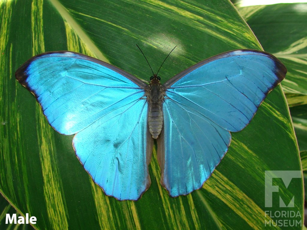 Male Metallic Blue Morpho butterfly with open wings. Wings are iridescent blue with a very thin line of black along the edges.