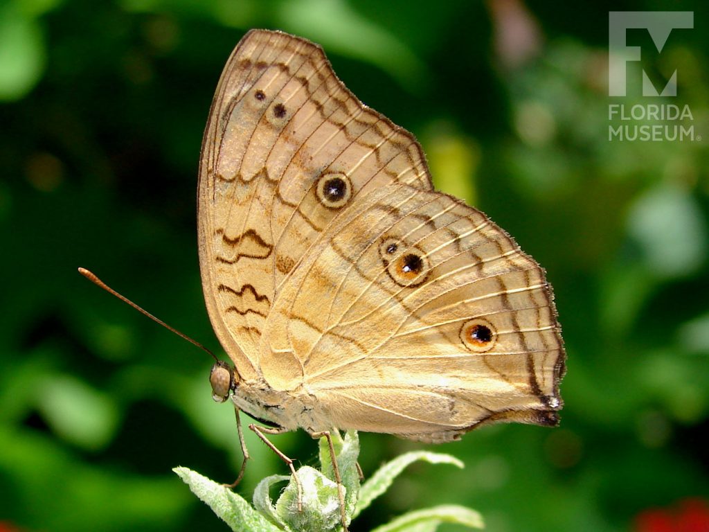 Peacock Pansy butterfly with closed wings. Male and female butterflies look similar. Butterfly is tan with thin brown stripes and faint orange and brown eye spots