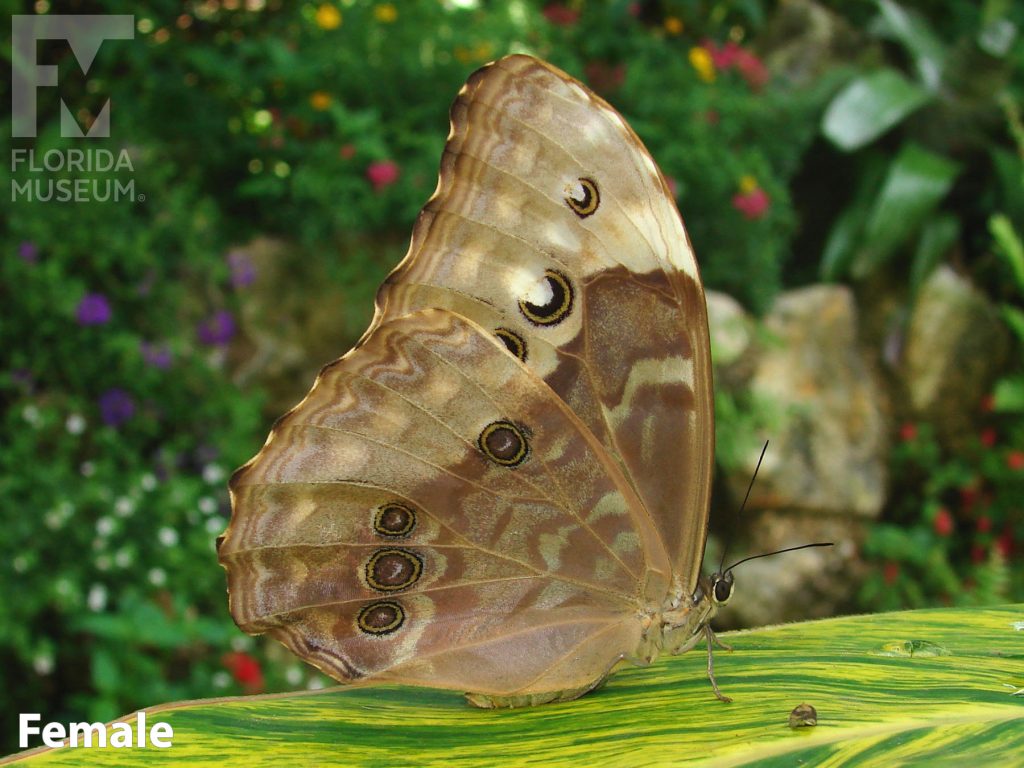 Female Metallic Blue Morpho butterfly with closed wings. Wings are mottled brown with many small eye-spots.