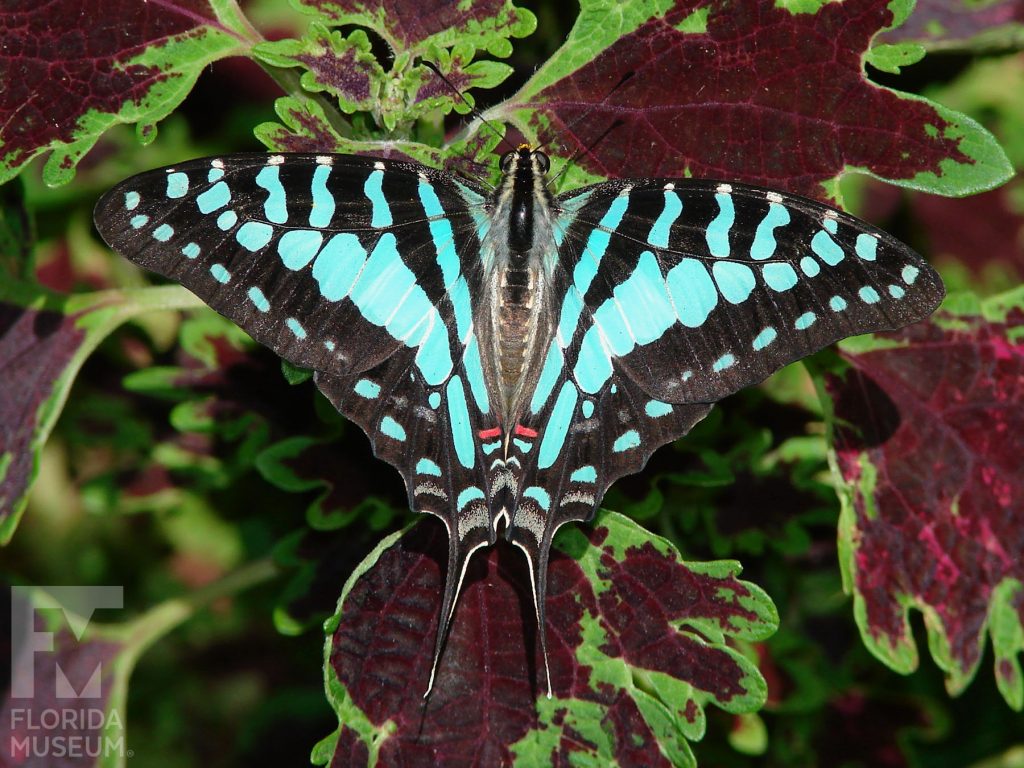 Large-striped Swordtail Butterfly with its wings open. The lower wings end in a long thin point. Butterfly is black with large aqua blue markings.