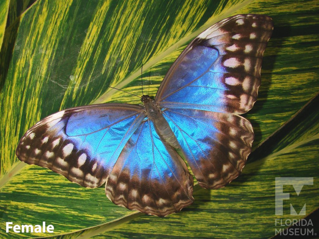 Female Metallic Blue Morpho butterfly with open wings. Wings are iridescent blue with brown borders. The border has brown and light brown markings