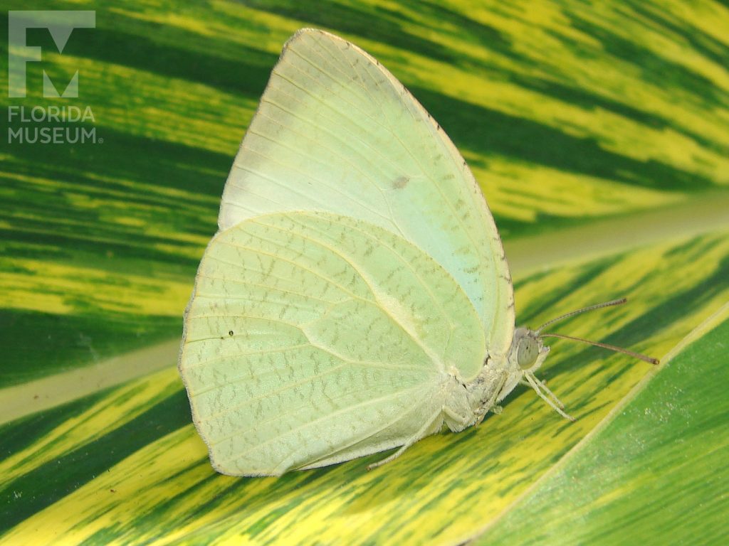 Mottled Emigrant butterfly with closed wings. Male and female butterflies look similar but there is some variation between butterflies. Wings are light green with faint grey markings