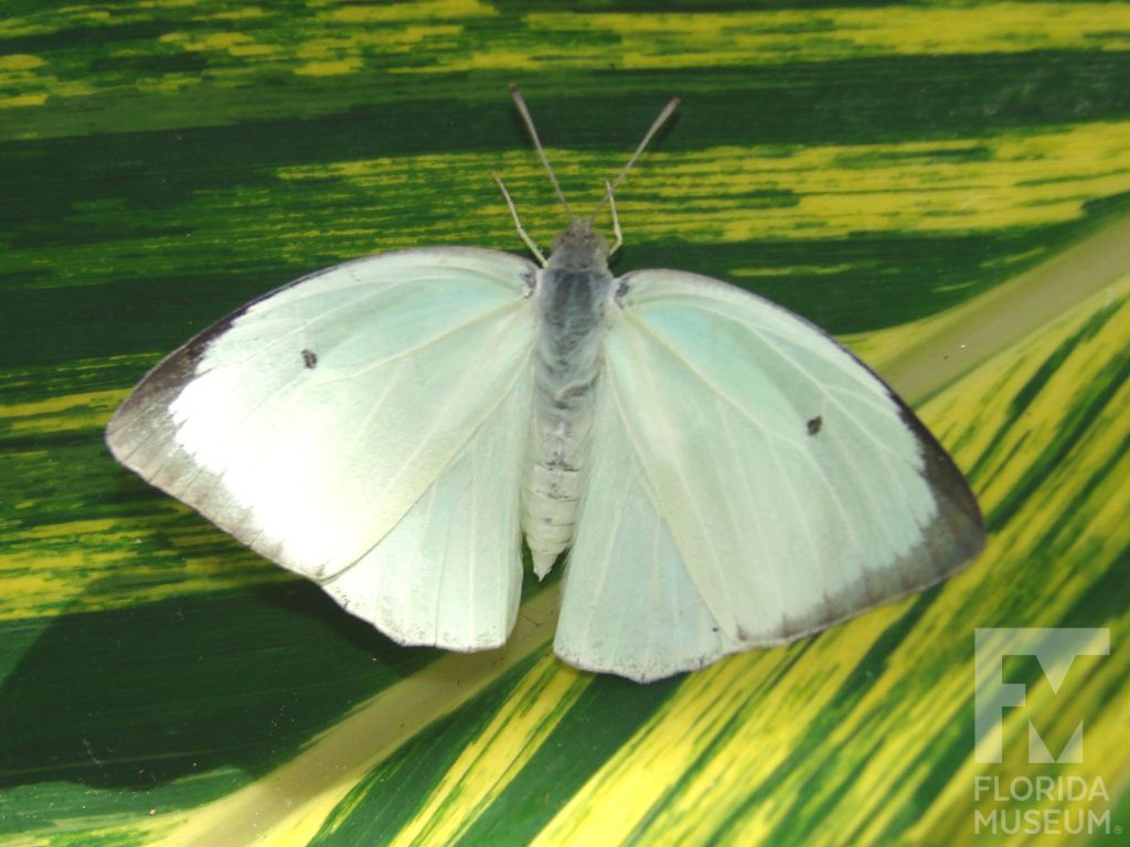 Mottled Emigrant butterfly with open wings. Male and female butterflies look similar. Butterfly is greenish white with a light grey border