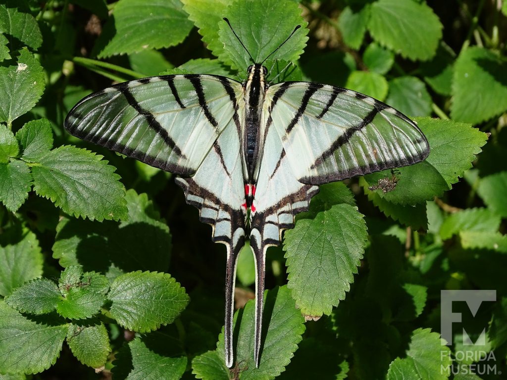 Mexican Kite Swallowtail Butterfly with wings open. The lower wings end in a very long thin point. The butterfly is semi-transparent white with black stripes and border. There is small red marking at the end of the body. Male and female butterflies look similar.