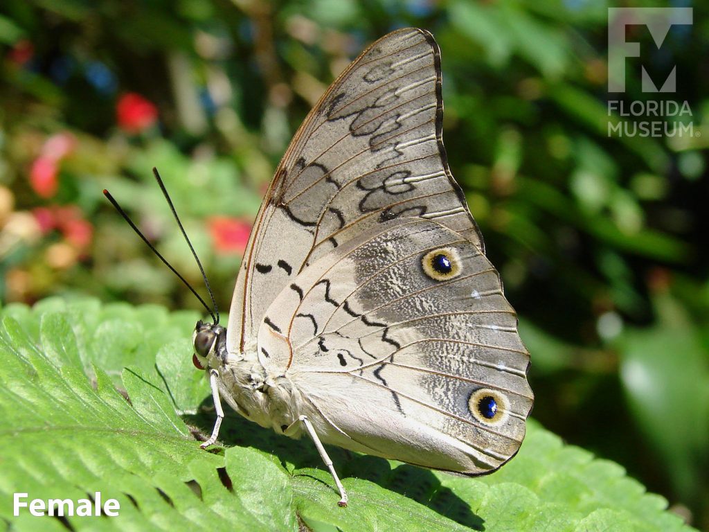 Female Purple King Shoemaker butterfly with closed wings. Butterfly is mottled grey with thin black markings