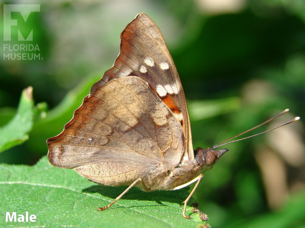 Male Nicaraguan Emperor butterfly with closed wings. Butterfly is tan with mottled brown spots with rows of cream colored markings.