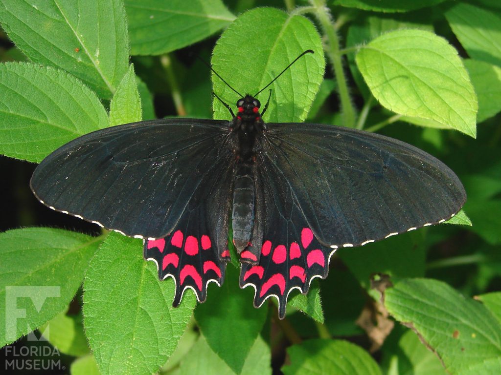 Pink-spotted Cattleheart Butterfly with wings open. Butterfly is black with bright red marking along the lower wing.