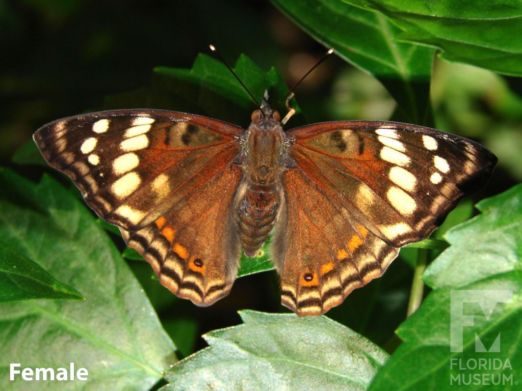 Female Nicaraguan Emperor butterfly with open wings. Butterfly is reddish brown with rows of cream colored spots.