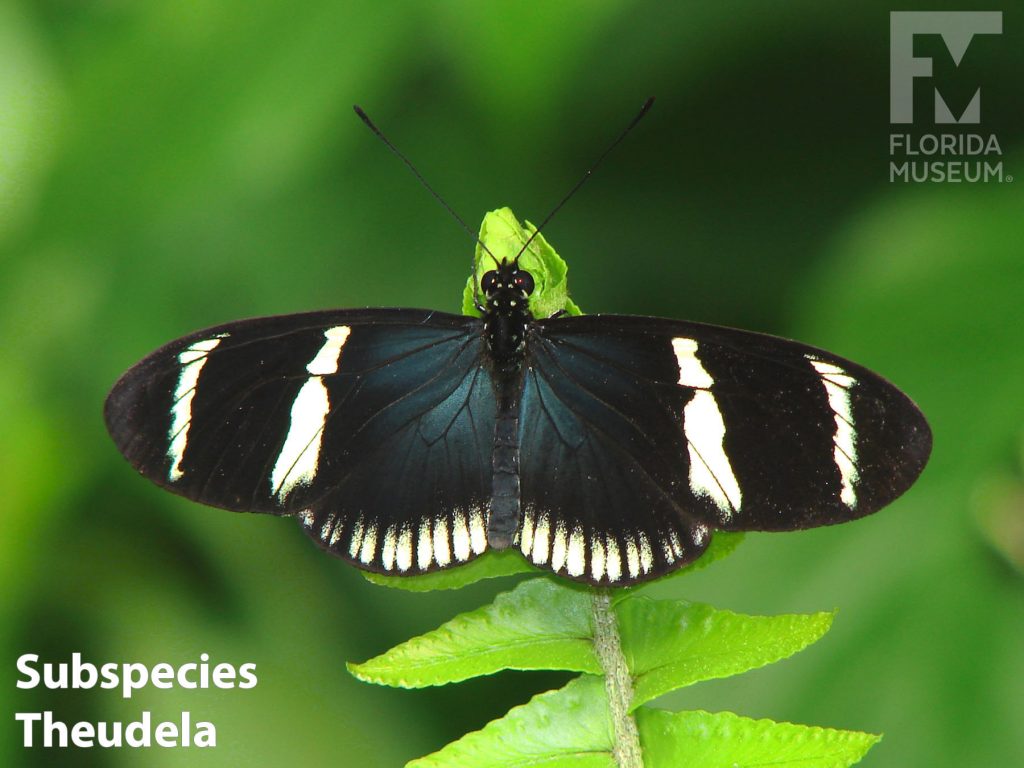 Subspecies theudela Sara Longwing butterfly with wings open. Butterfly has long black wings, is faintly blue near the center with white bands and white edges.