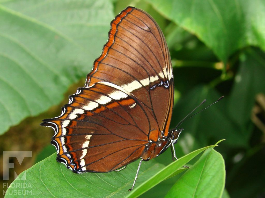 Rusty tipped Page Butterfly, with wings closed butterfly is brown with a cream stripe.