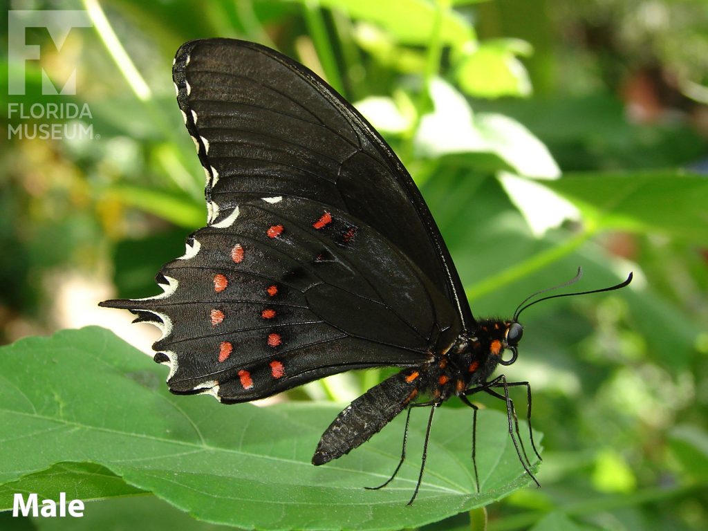 Male Pale-spotted Swallowtail butterfly with closed wings. Butterfly is black with red marking on the lower wing.