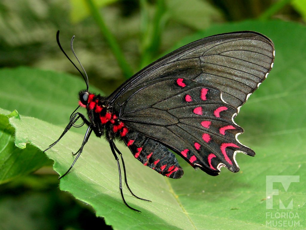 Pink-spotted Cattleheart Butterfly with wings closed. Butterfly is black with bright red marking along the lower wing and body.