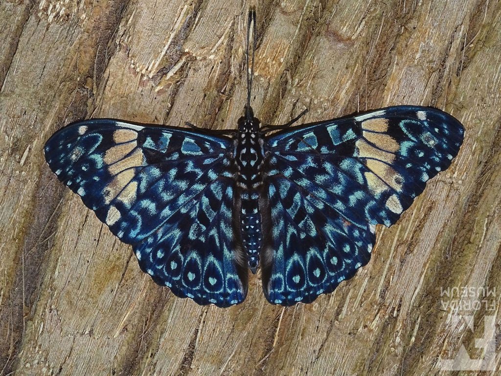 Orange Cracker Butterfly with wings open. Male and female butterflies look similar. Wings are blue-grey with many small grey, brown, and cream markings.