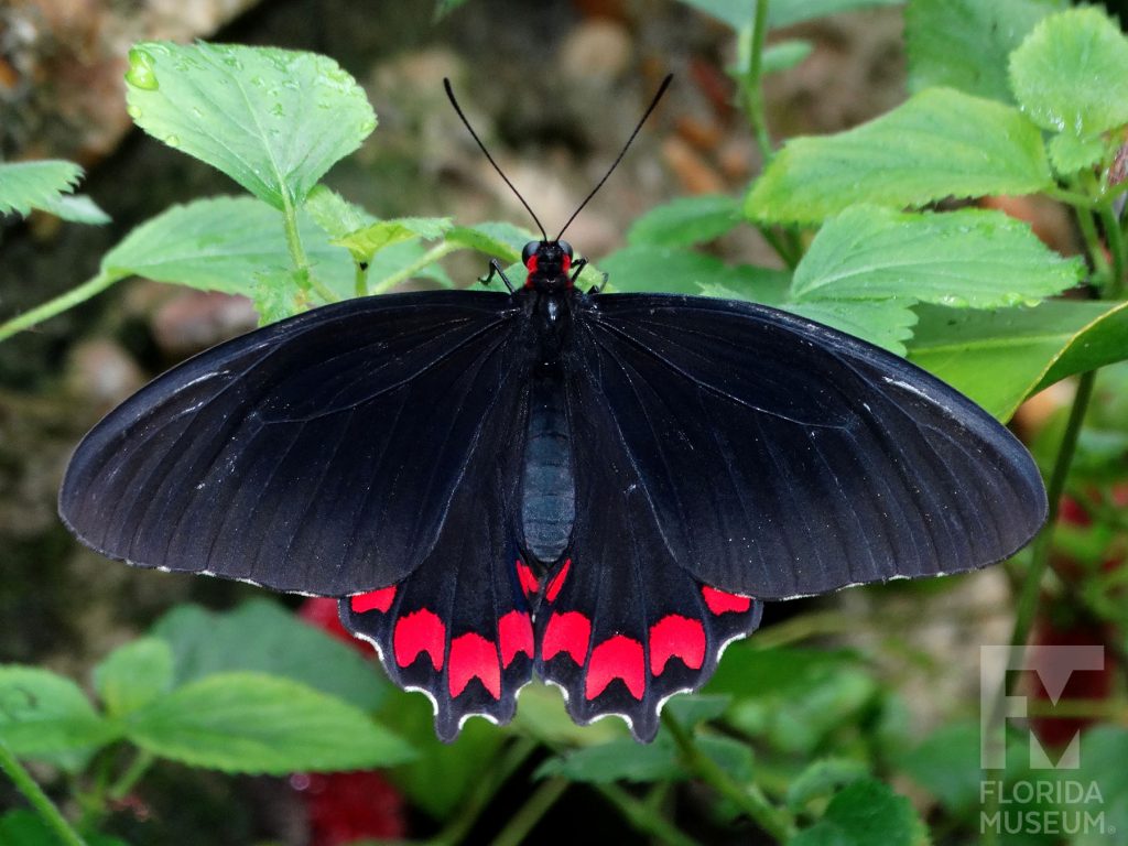 Montezuma’s Cattleheart Butterfly with wings open. Butterfly is black with bright red marking along the lower wing.