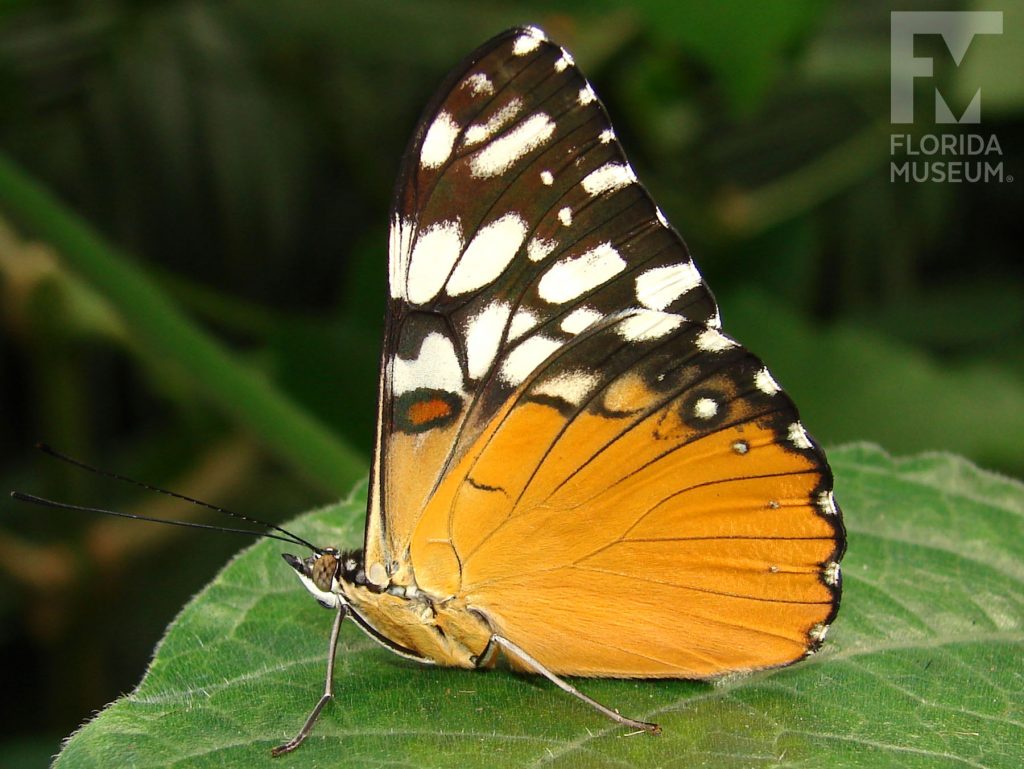 Orange Cracker Butterfly with its wings closed the top wings are brown/black with with cream-colored markings, the lower wings are bright orange.