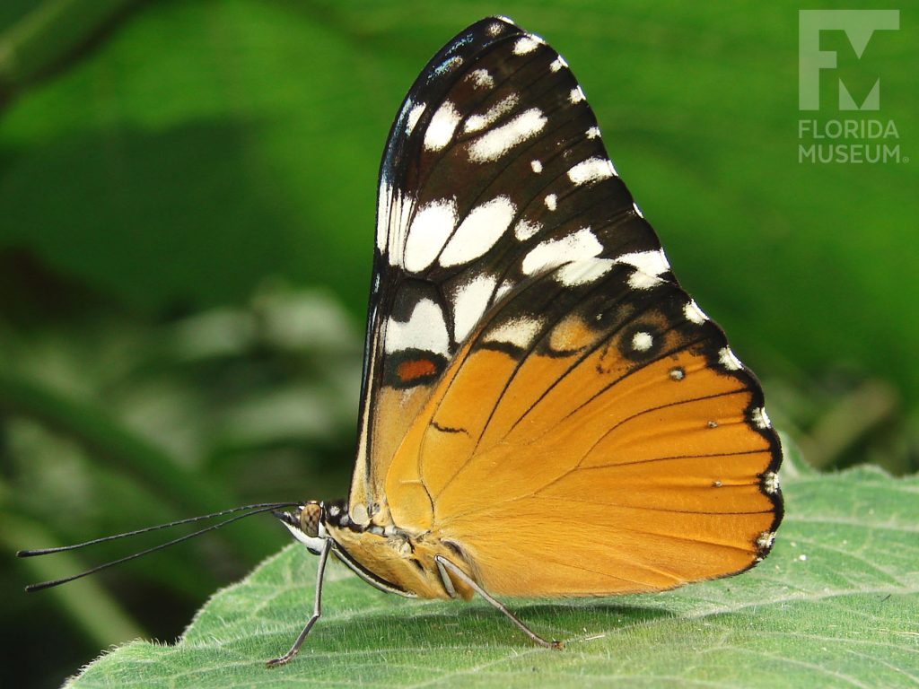 Orange Cracker Butterfly with its wings closed the top wings are brown/black with with cream-colored markings, the lower wings are bright orange.