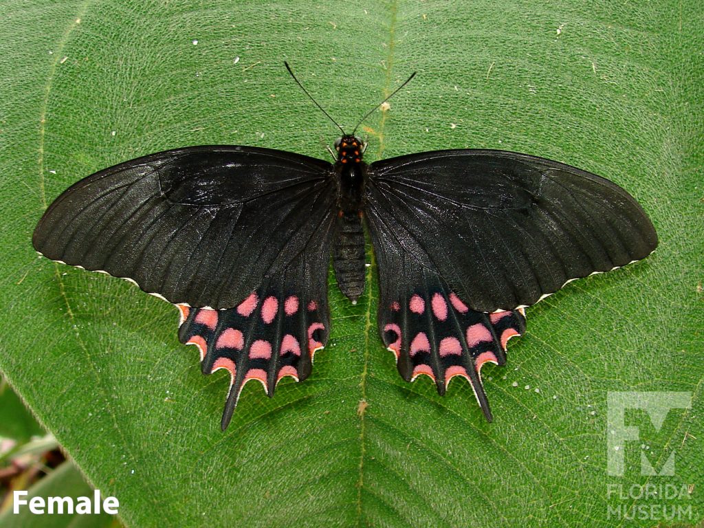 Female Pale-spotted Swallowtail butterfly with open wings. Butterfly is black with red marking on the lower wing. The lower wing ends in several points.