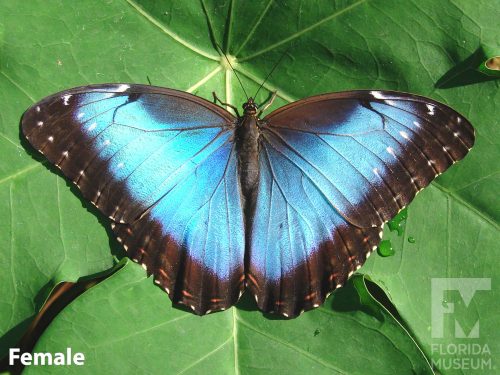 Blue Morpho – Exhibits