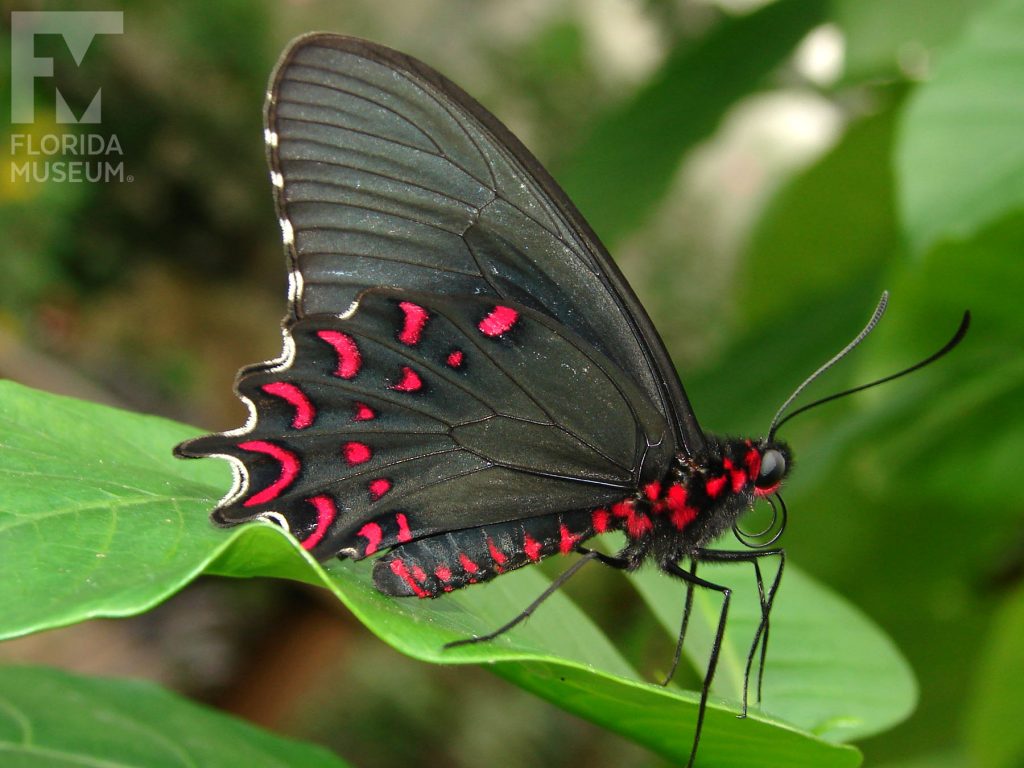 Pink-spotted Cattleheart Butterfly with wings closed. Butterfly is black with bright red marking along the lower wing and body.