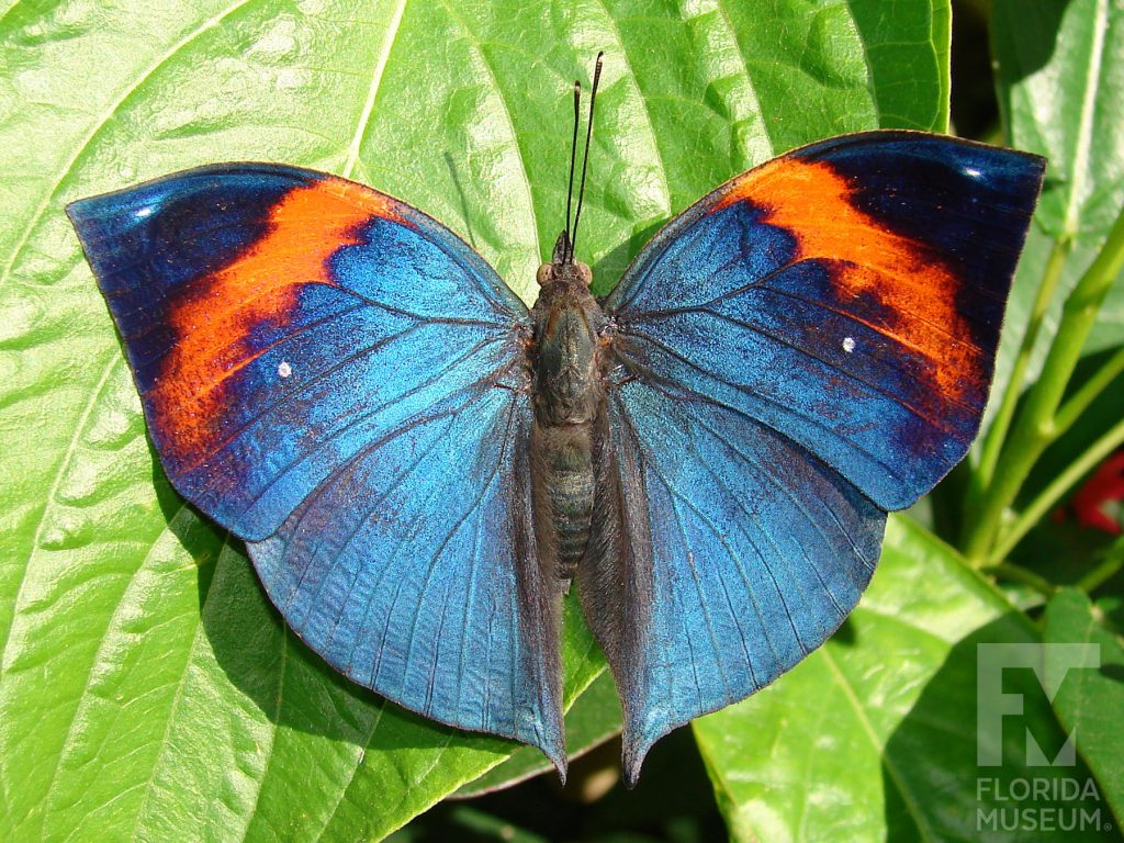 Indian Leaf Butterfly. Male and Female butterflies look similar. With wings open butterfly blue with a wide stripe of orange and black at the tips.