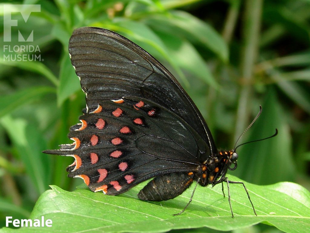 Female Pale-spotted Swallowtail butterfly with closed wings. Butterfly is black with red marking on the lower wing.