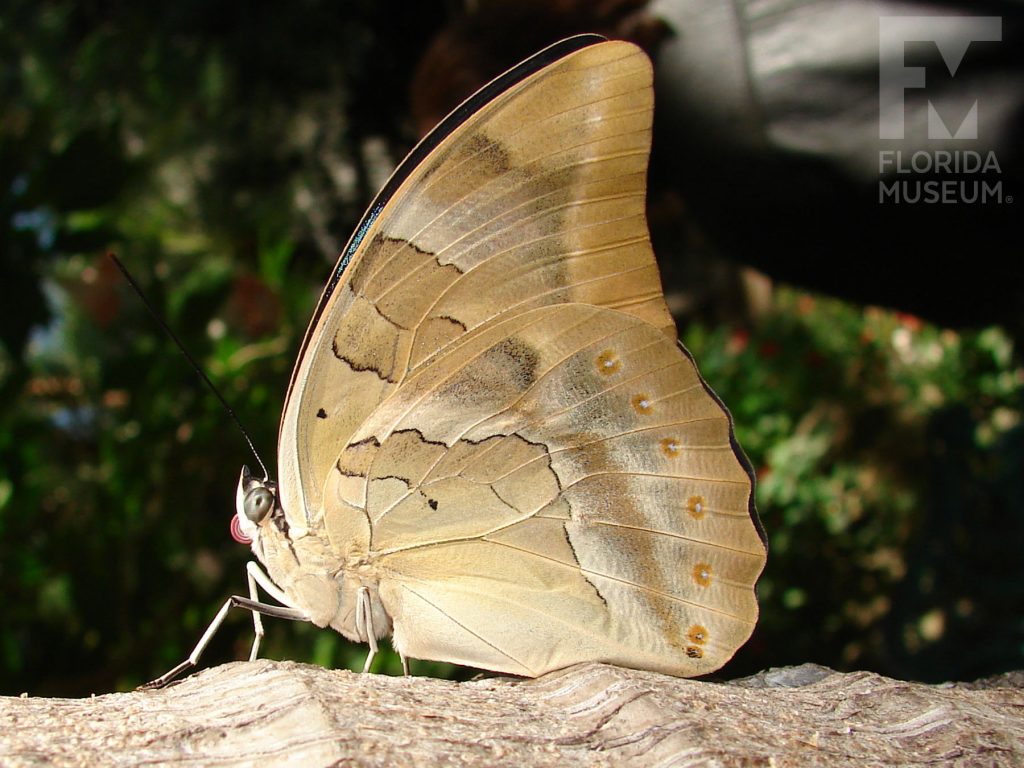 Silver King Shoemaker butterfly with closed wings. Male and female butterflies look similar. Butterfly is a mottled tan and light brown.