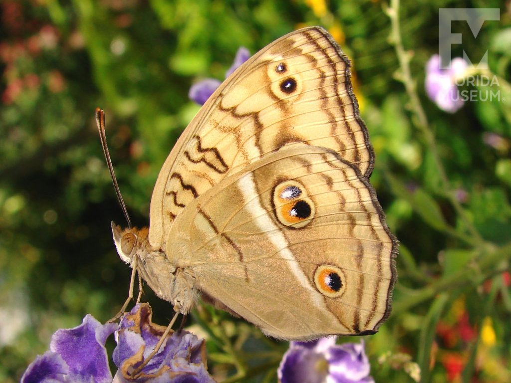 Peacock Pansy butterfly with closed wings. Male and female butterflies look similar. Butterfly is tan with thin brown stripes and faint orange and brown eye spots