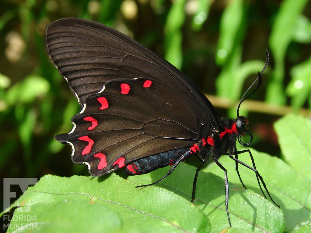 Montezuma’s Cattleheart Butterfly with wings closed. Butterfly is black with bright red marking along the lower wing.
