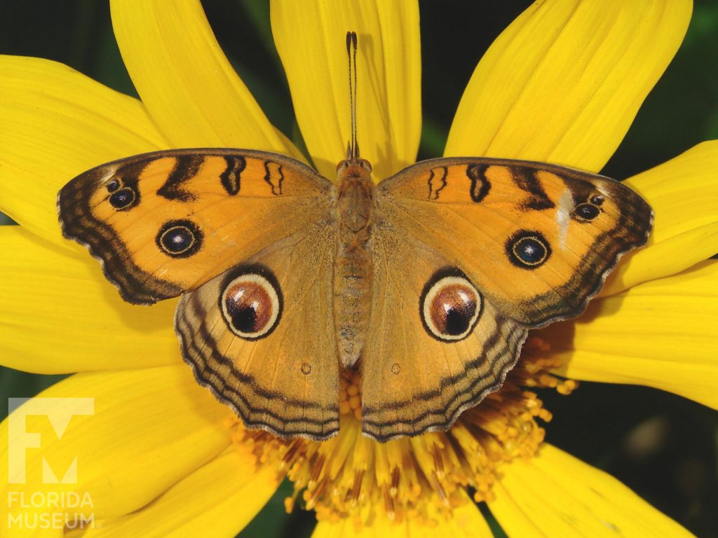 Peacock Pansy butterfly with open wings. Male and female butterflies look similar. Butterfly is orange yellow with an eye-spot on the upper and lower wings and black and brown stripes on the the wing edges.