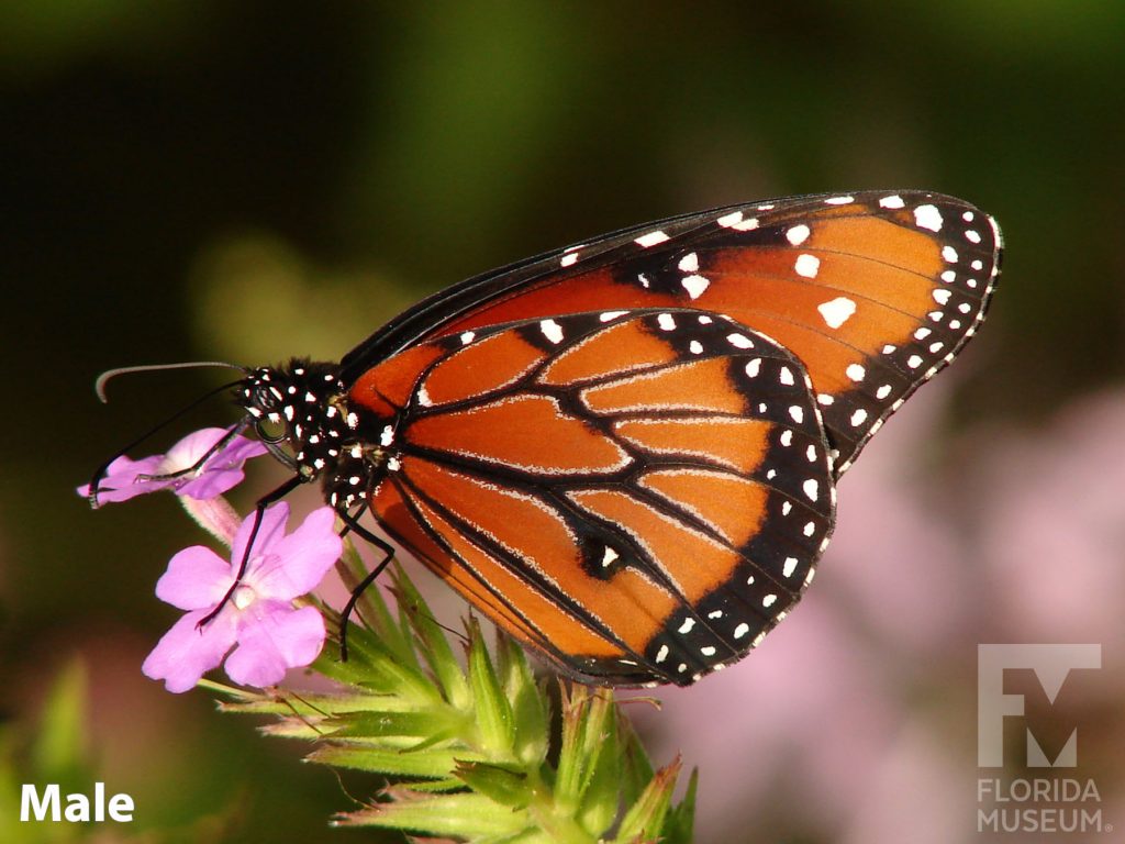 Male Queen butterfly ID photo with closed wings. Butterfly is orange with black stripes and edges. White dots are scattered across the black markings