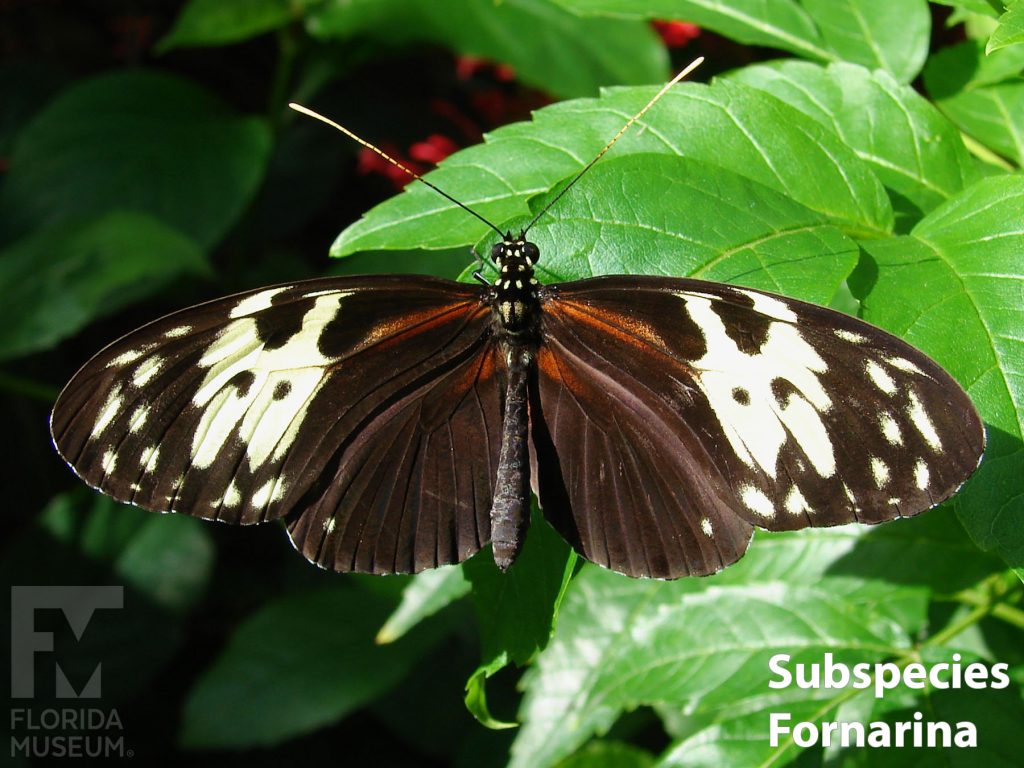 Golden Longwing butterfly Subspecies Fornarina with wings open. Butterfly is brown/black with faint orange markings fanning out from the center and wide cream-colored bands and spots near the wing tips