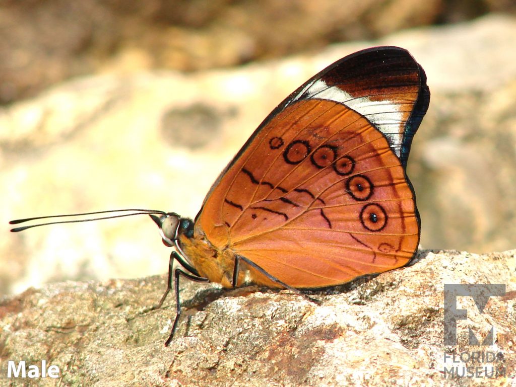 Male Procilla Beauty butterfly with closed wings. Butterfly is rich-orange with light black markings.