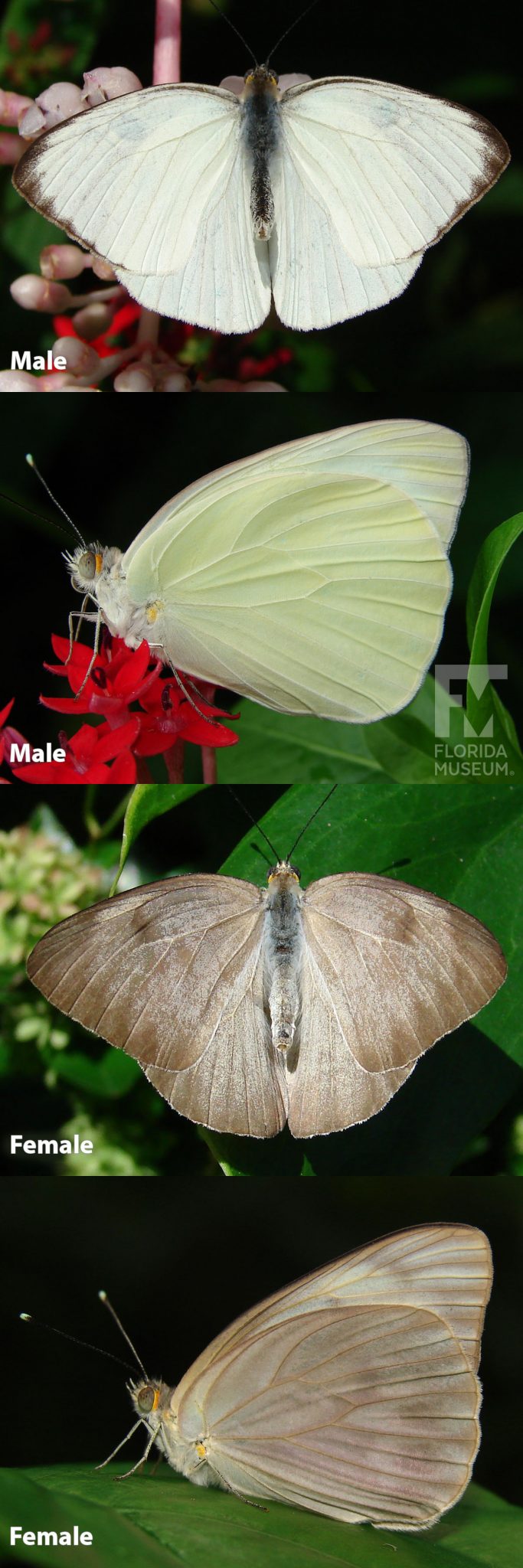 Great Southern White – Florida's Wildflowers & Butterflies