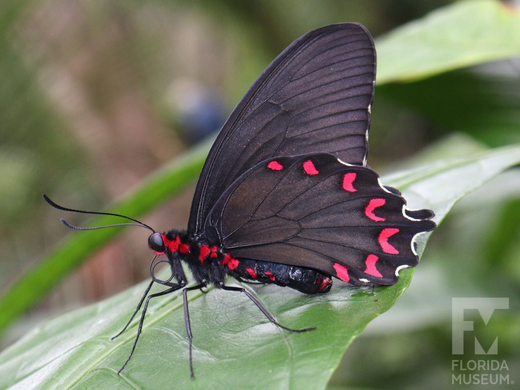 Montezuma’s Cattleheart Butterfly with wings closed. Butterfly is black with bright red marking along the lower wing.