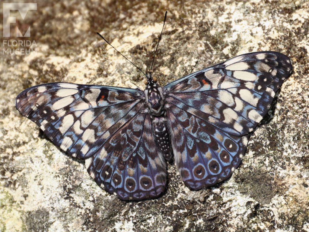 Orange Cracker Butterfly with wings open. Male and female butterflies look similar. Wings are blue-grey with many small grey, brown, and cream markings.