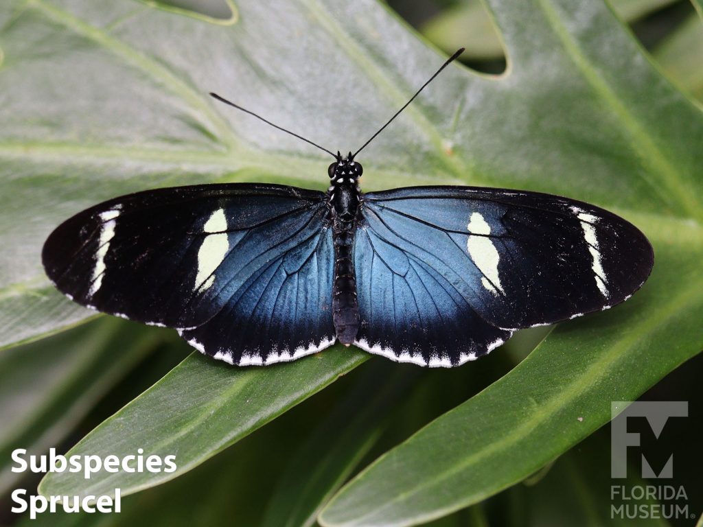 Subspecies sprucei Sara Longwing butterfly with wings open. Wings are long and narrow. Butterfly is black, iridescent blue at the center with white bands across the wings. Smaller white marking edge the wings.