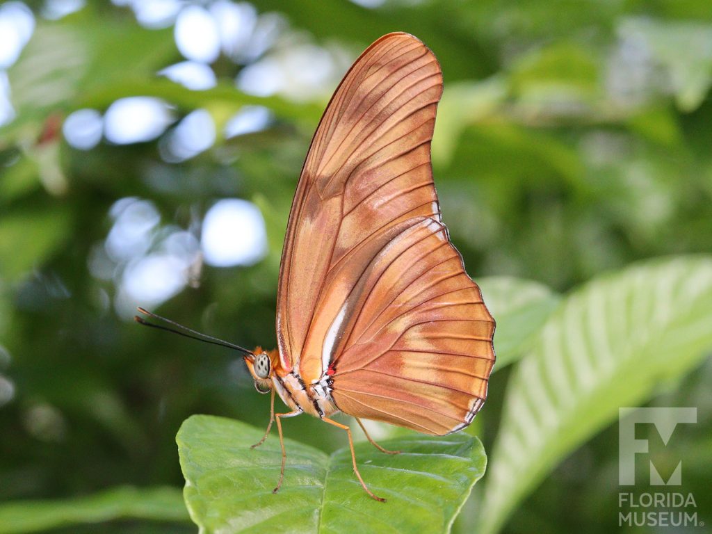 Julia butterfly with wings closed. Male and female butterflies similar. Butterfly is reddish-tan with darker brown markings.