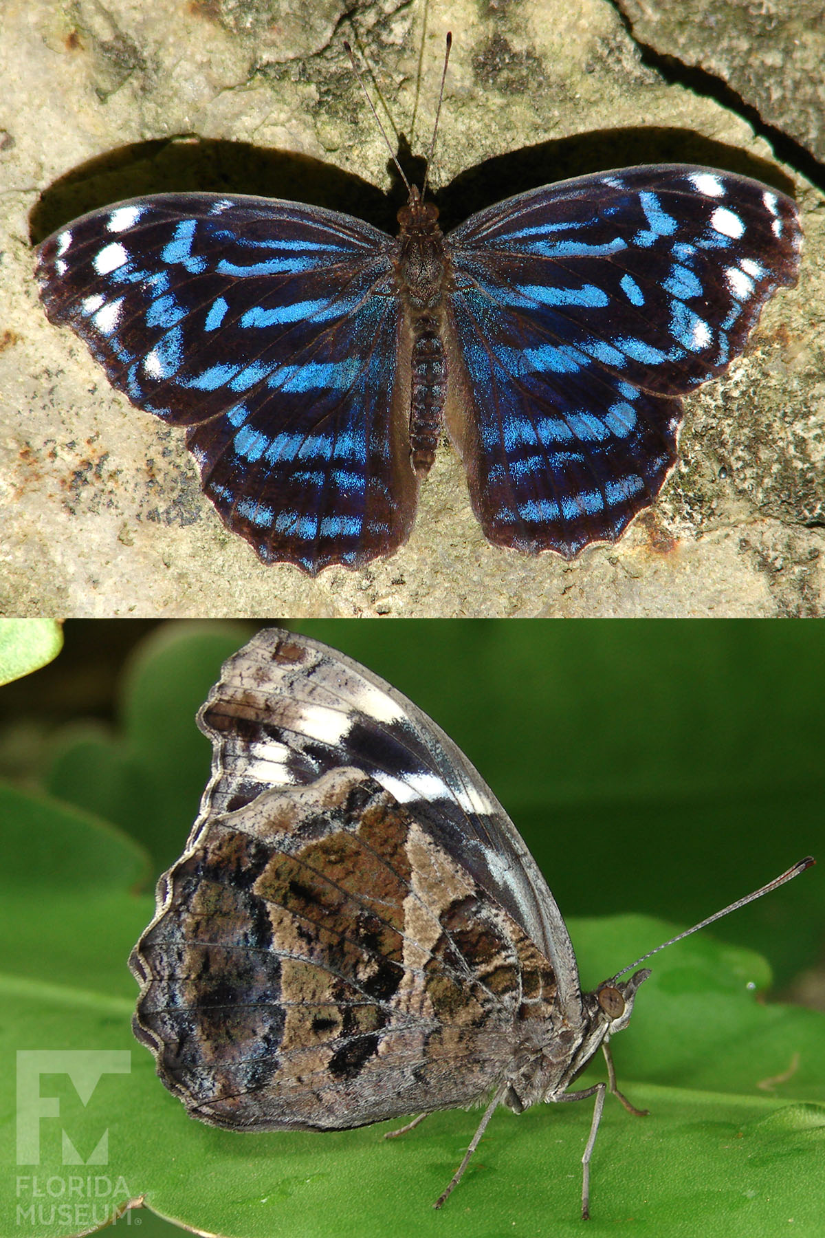 Mexican Bluewing – Exhibits