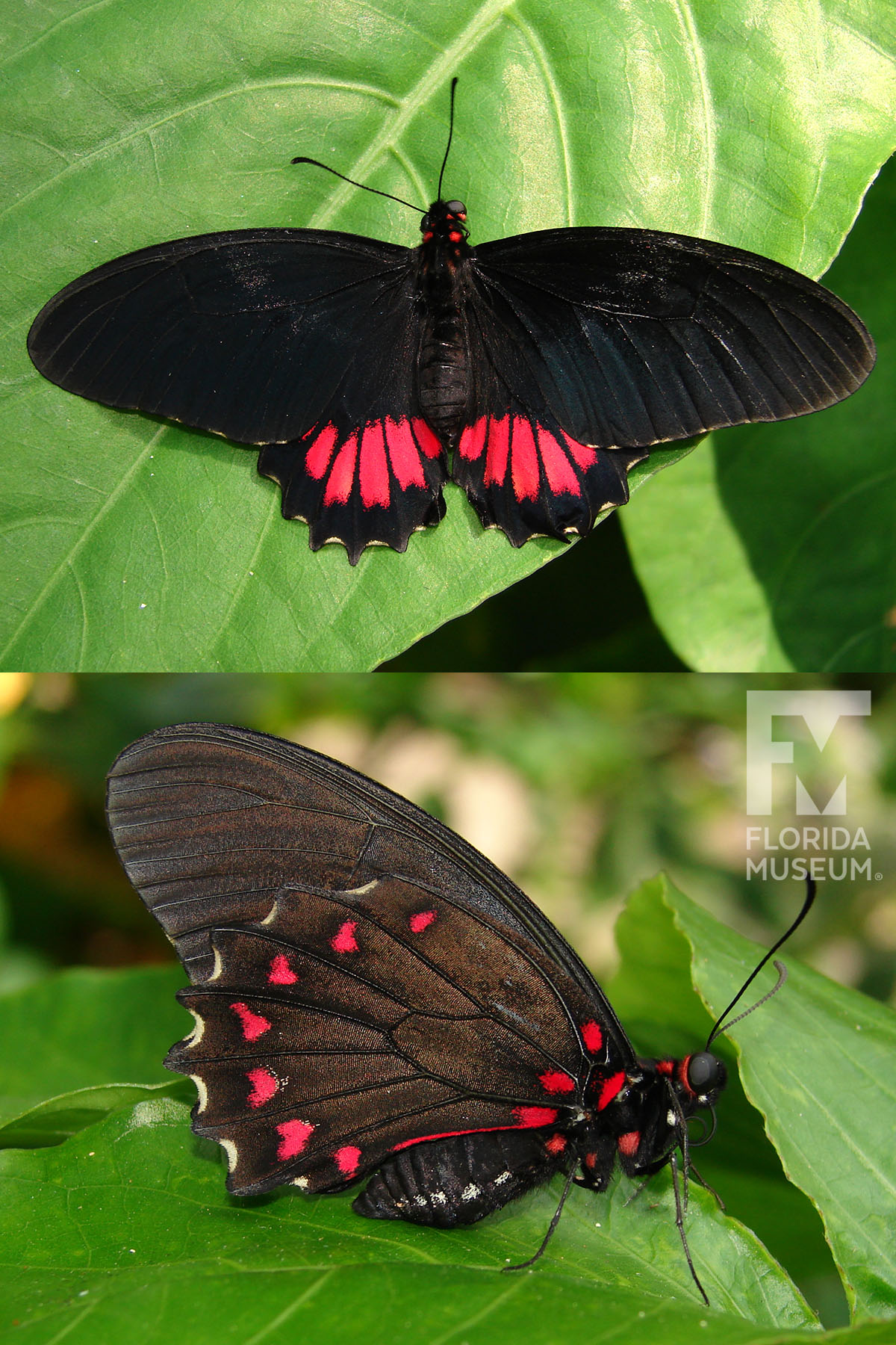 Mimic Kite Swallowtail – Exhibits