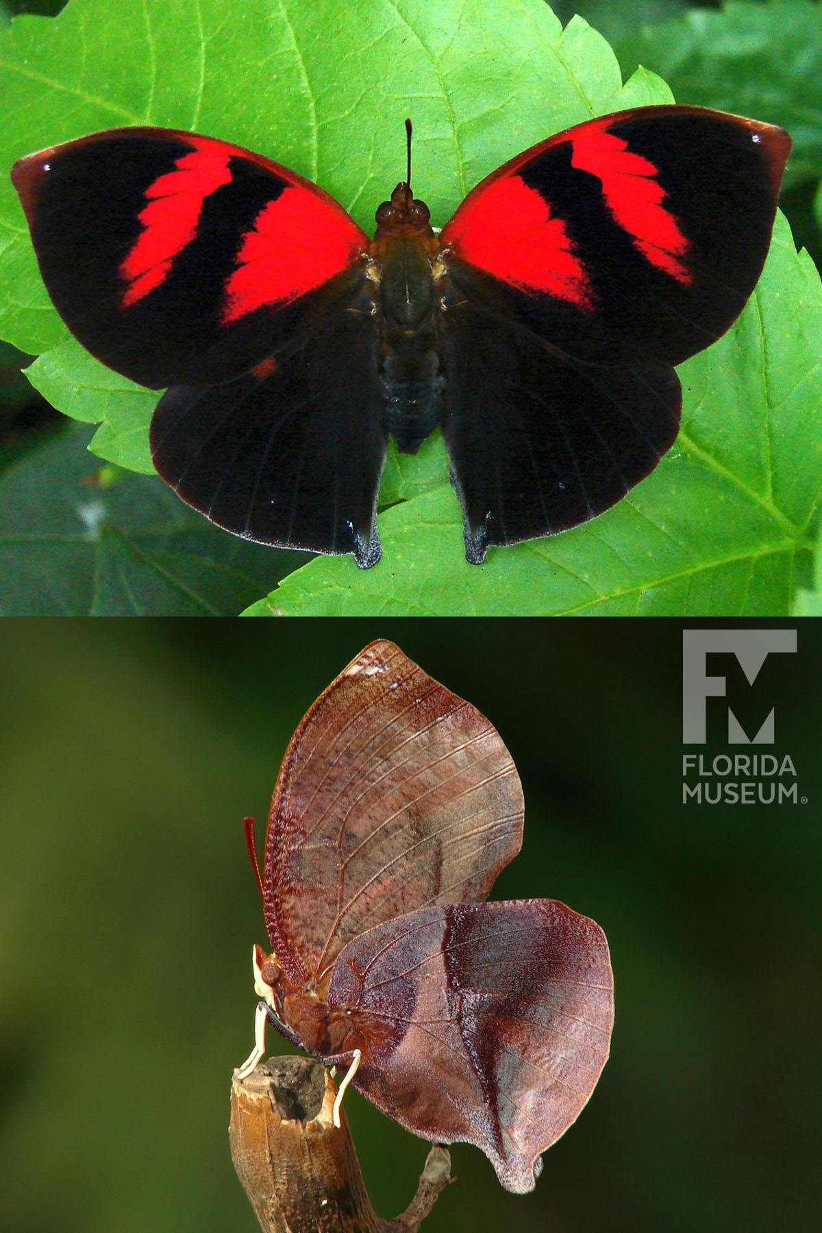 Store Rare Scarlet Leafwing butterfly framed taxidermy - Siderone nemesis - female