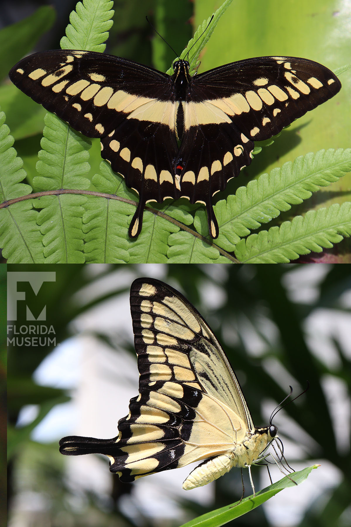 Thoas Swallowtail – Exhibits