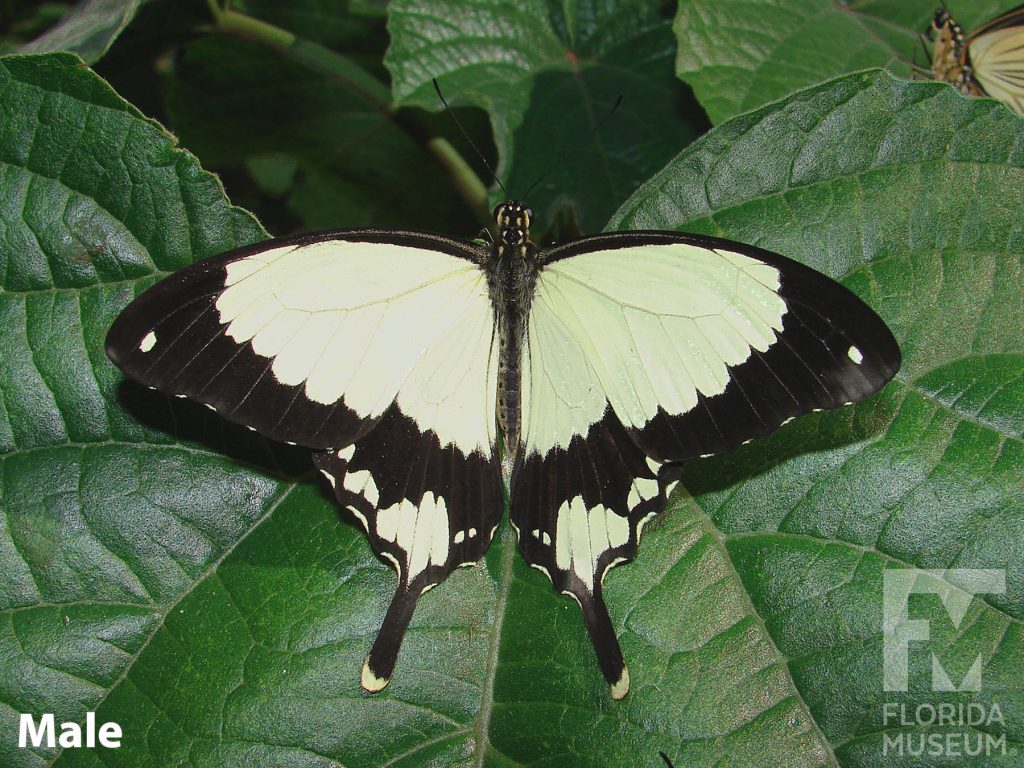 Male Mocker Swallowtail with open wings. Butterfly is pale yellow/cream with wide black edges. Lower wing ends in a long point.