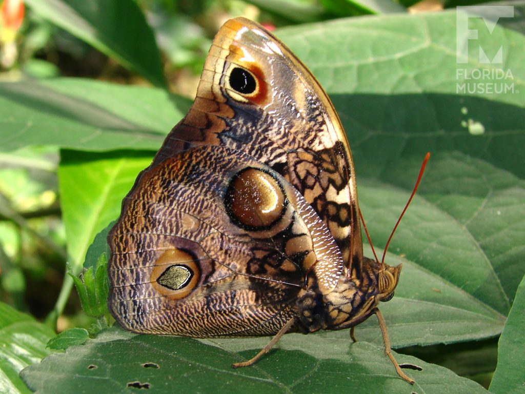 Narrow-banded Owlet Butterfly its wings closed is grey and brown with a large eye spot.