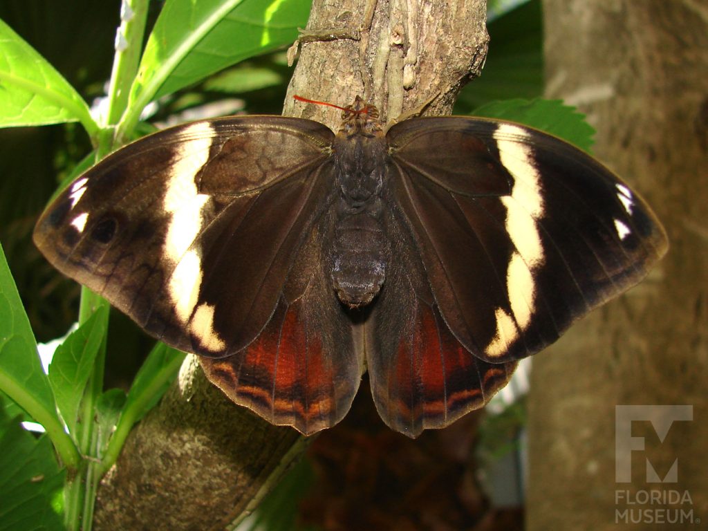 Narrow-banded Owlet Butterfly with its wings open is dark brown with a pale yellow stripe.