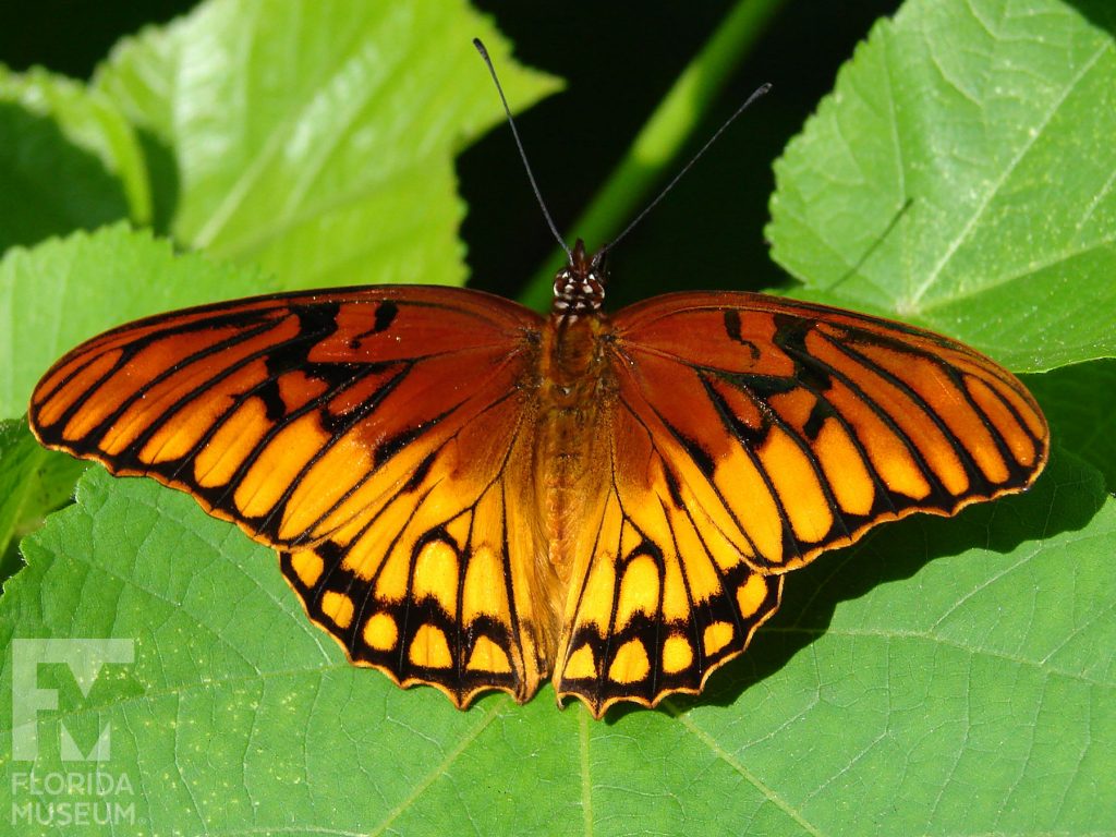 Mexican Silverspot Butterfly with wings open. The butterfly is a dark orange to light orange/yellow ombre with black markings and stripes.