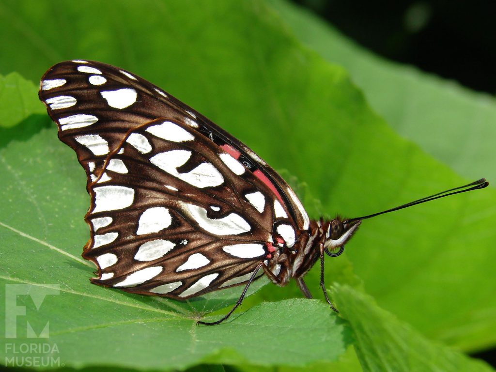 Mexican Silverspot Butterfly with wings closed. With wings closed the upper wing is brown and rose with black and brown stripes and white markings along the wing tip. The lower wing is brown white white markings.