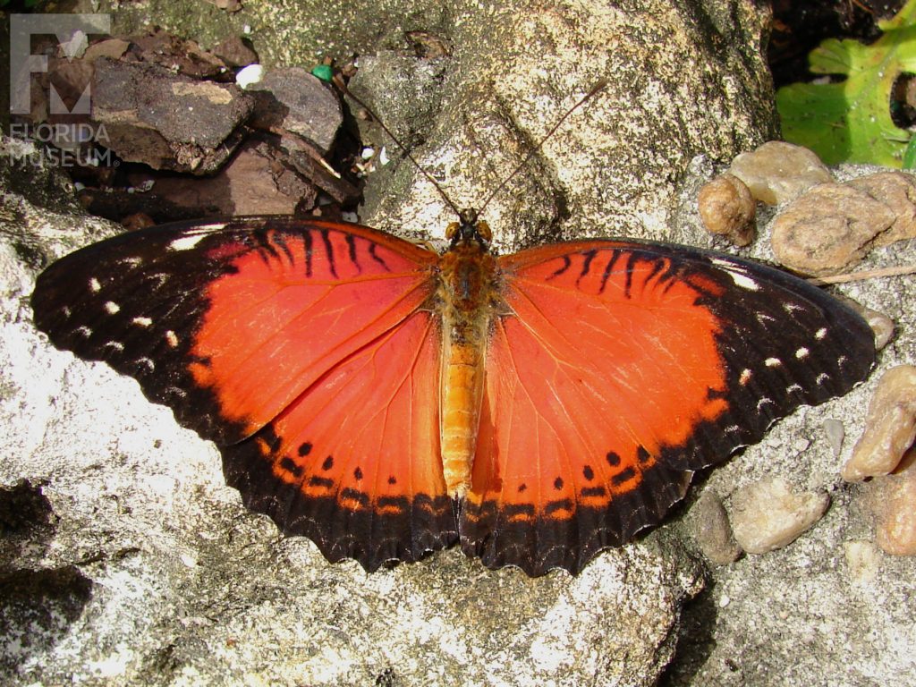 Red Lacewing Butterfly with wings open. Male and female butterflies look similar. With wings open the butterfly is red with black tips and black along the edges. A white mark is near the wing tips.
